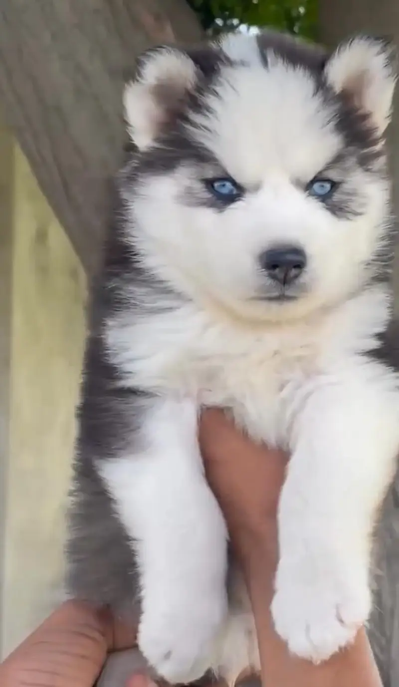 SIBERIAN HUSKY PUPPIES — photo 3