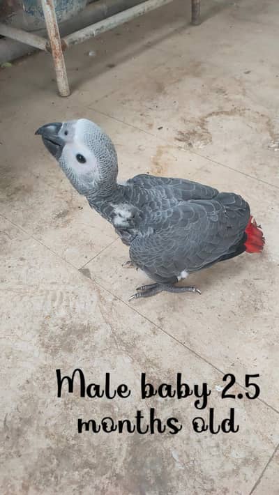 Grey baby