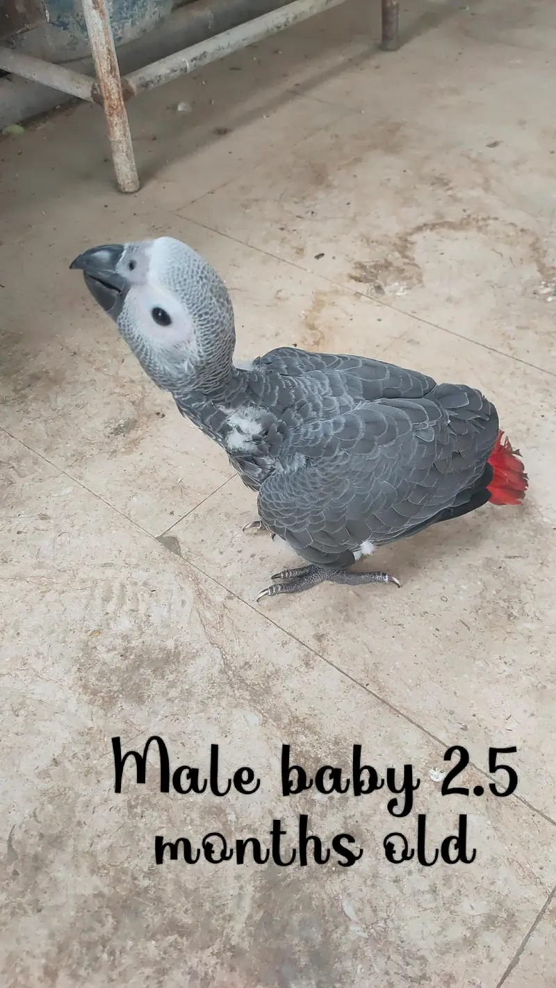 Grey baby