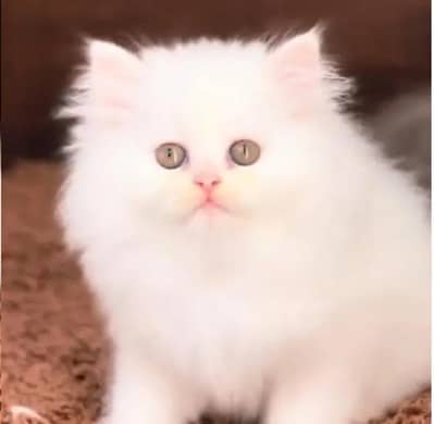 (Persian female kitten) (for sale all) (Pakistan delivery available)