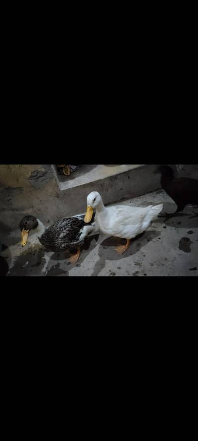 2 Female Ducks