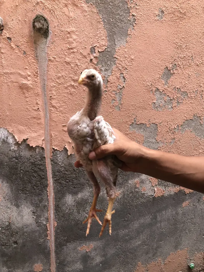 Long heighted aseel chicks