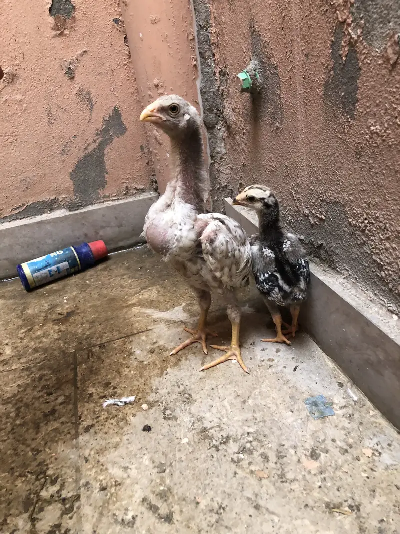 Long heighted aseel chicks — photo 2