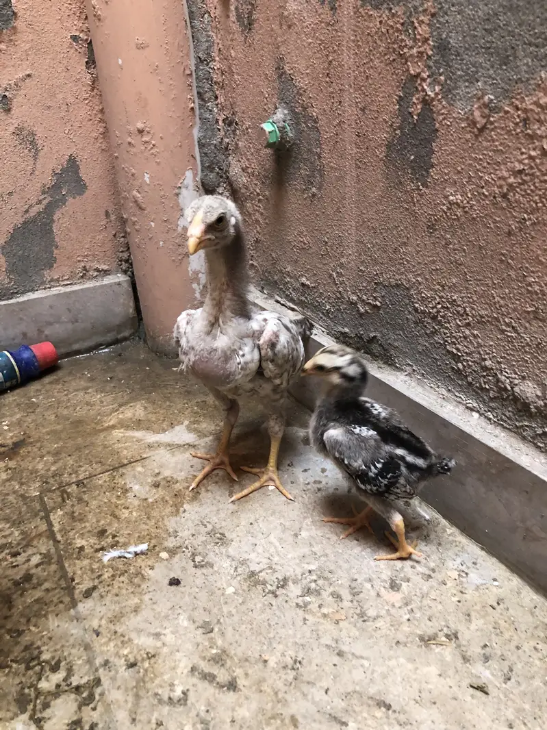 Long heighted aseel chicks — photo 3