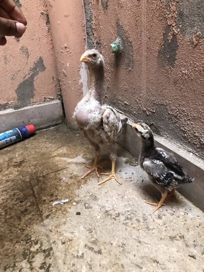 Long heighted aseel chicks — photo 4
