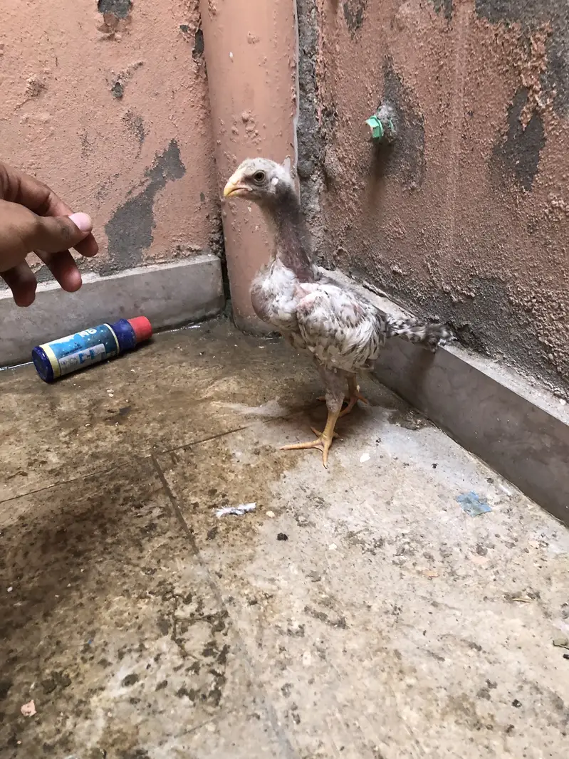 Long heighted aseel chicks — photo 5
