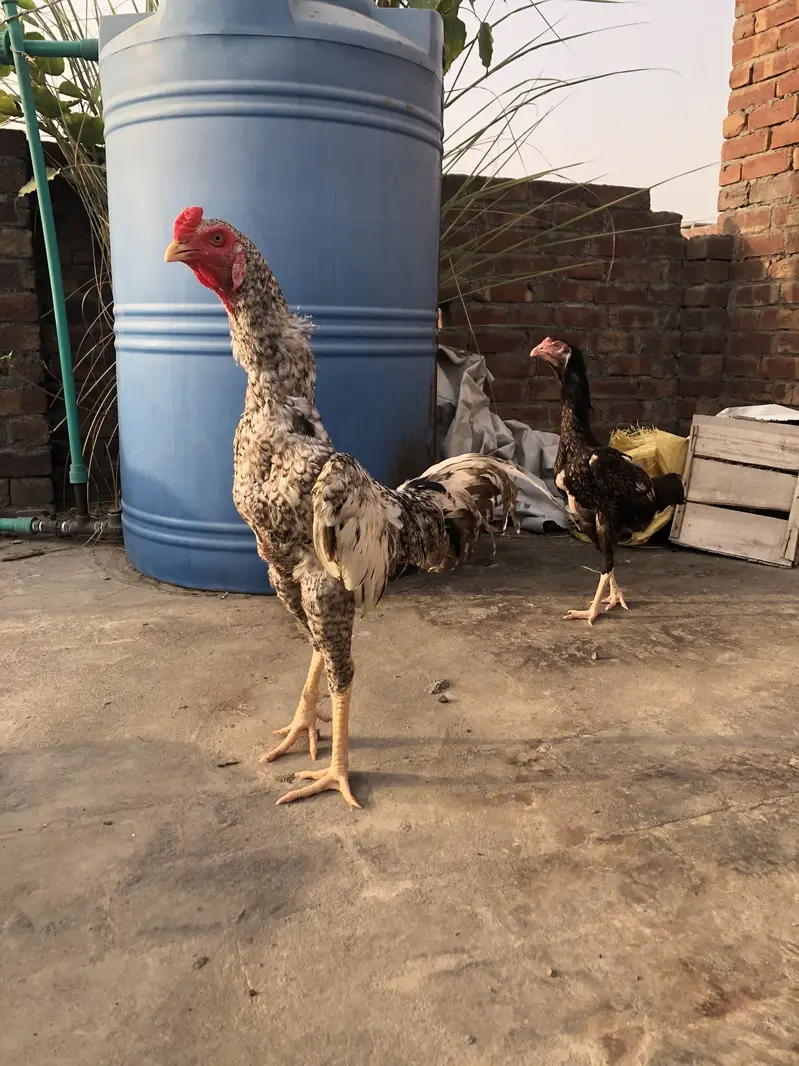 Long heighted aseel chicks — photo 6