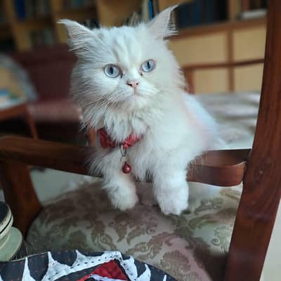 female cat