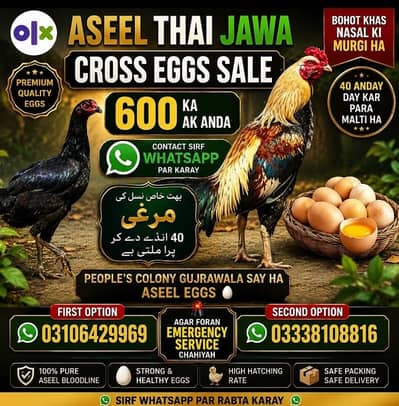 aseel. thai eggs