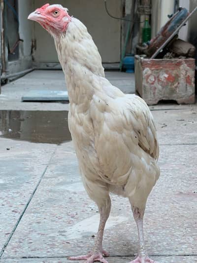 Aseel Heera female for sale , watts app number# 0344.1407625