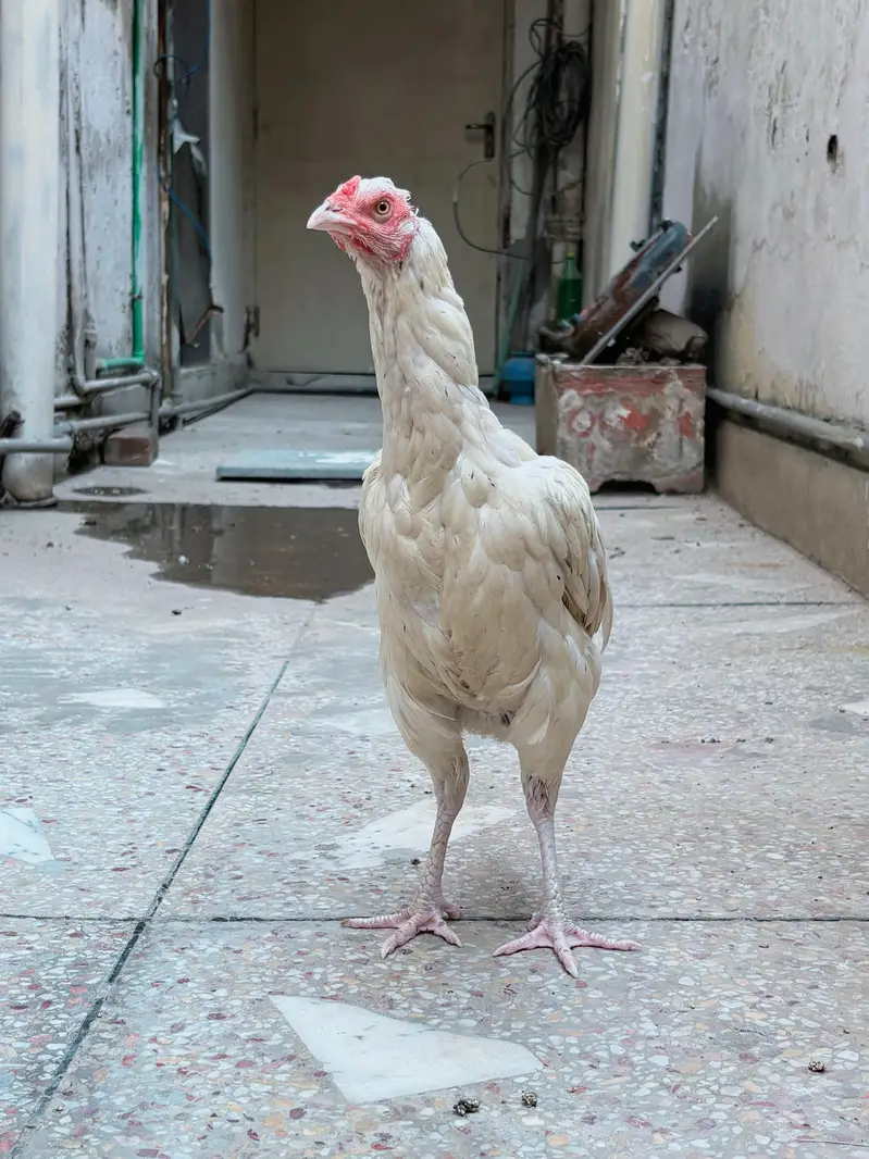 Aseel Heera female for sale , watts app number# 0344.1407625 — photo 3