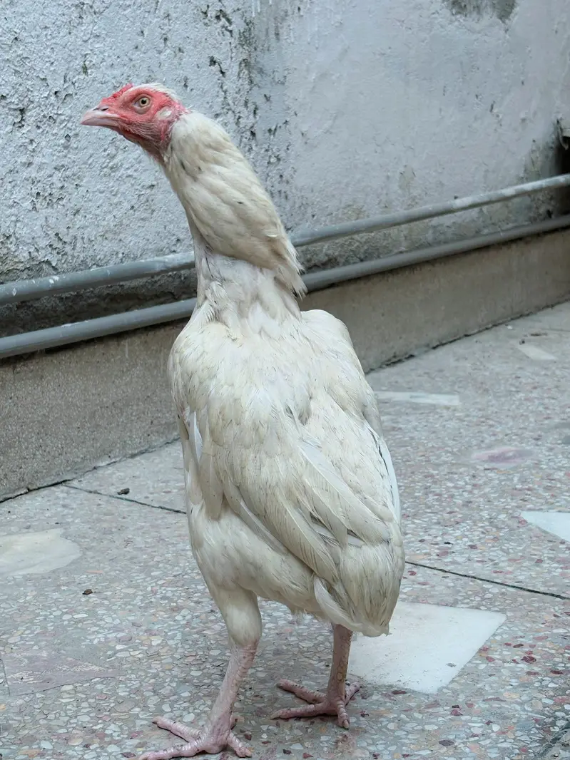 Aseel Heera female for sale , watts app number# 0344.1407625 — photo 4