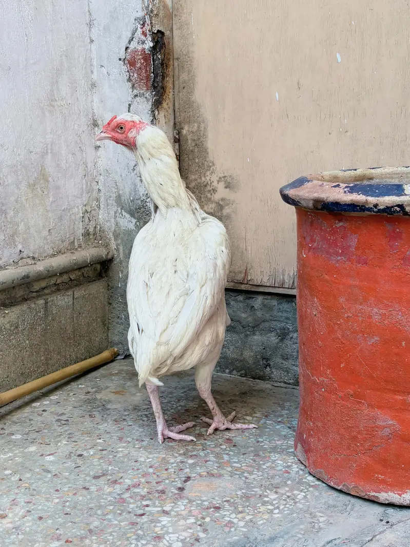Aseel Heera female for sale , watts app number# 0344.1407625 — photo 5