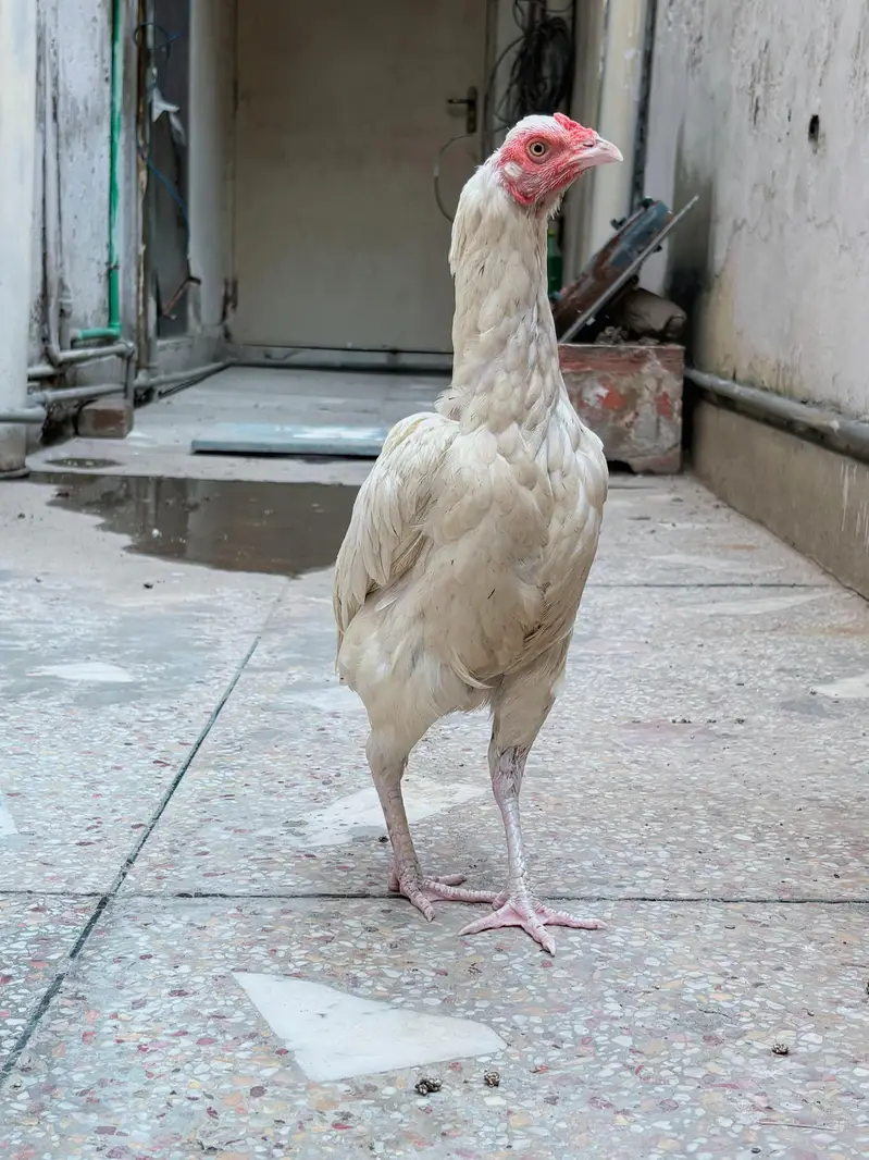 Aseel Heera female for sale , watts app number# 0344.1407625 — photo 6