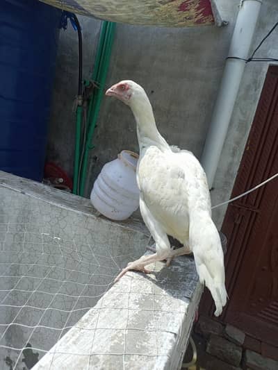 Heera  Aseel  Female  Pathi   ( 03204661930 )