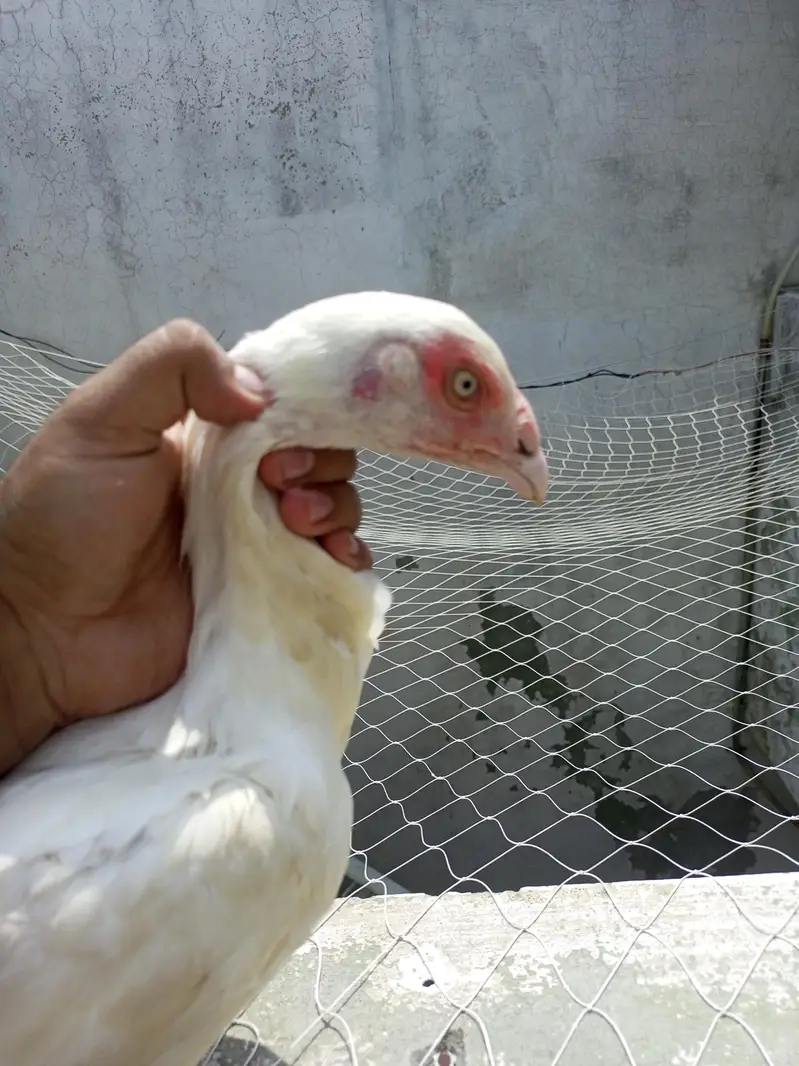 Heera  Aseel  Female  Pathi   ( 03204661930 ) — photo 2