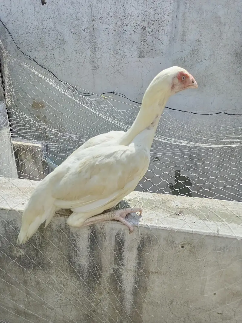 Heera  Aseel  Female  Pathi   ( 03204661930 ) — photo 3