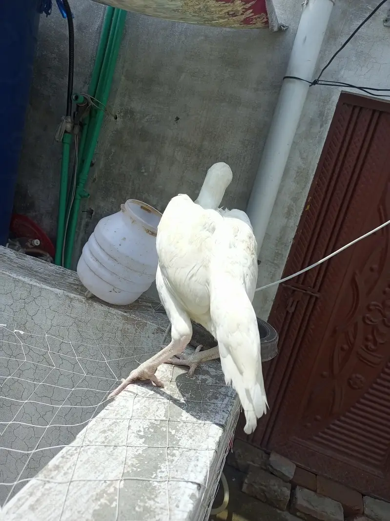 Heera  Aseel  Female  Pathi   ( 03204661930 ) — photo 5