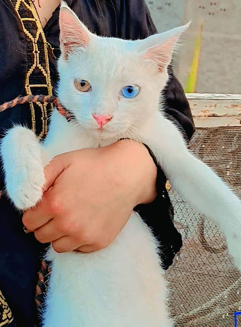 multiple eyes 0