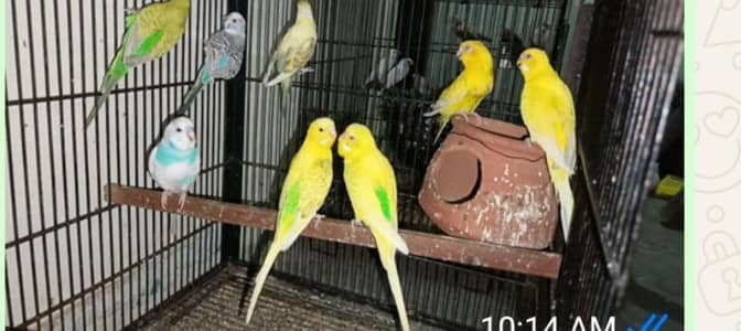 Australian available 03099076910