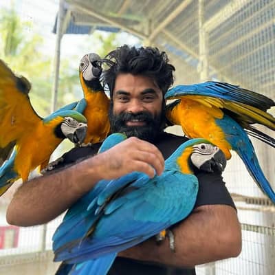 macaw parrot chicks/ with cage