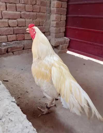 cheeni Madi with 1 chick or white boska male
