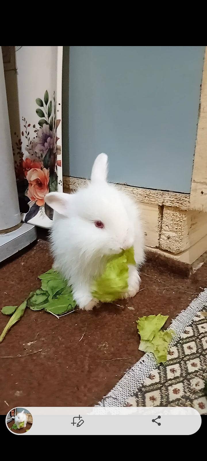 rabbit 4