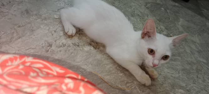 cat femile