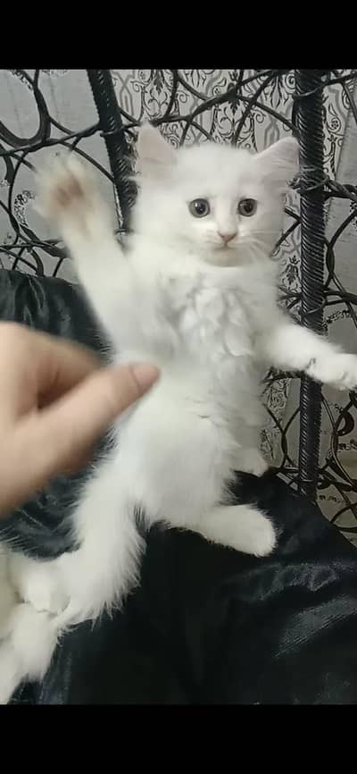 persian female kittn and mother cat urgnt sale