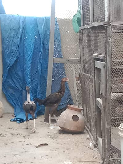 aseel chicks for sale(home  breed)