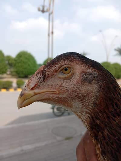 sham breed urgent for sale