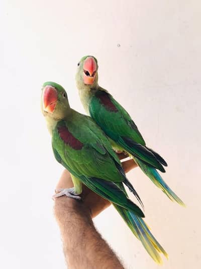 raw parrot self chicks