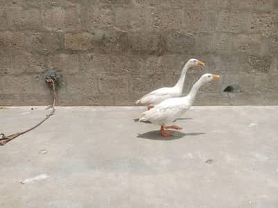 duck pair