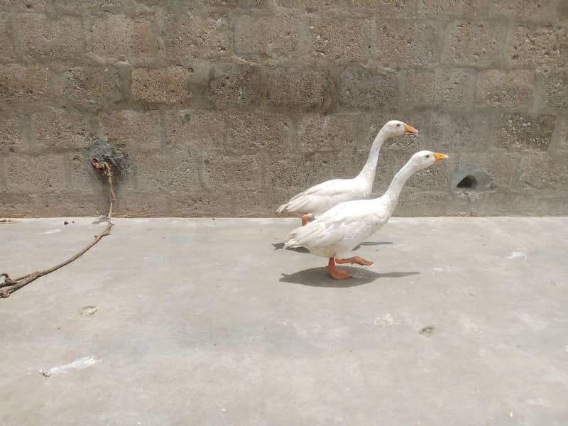 duck pair 0