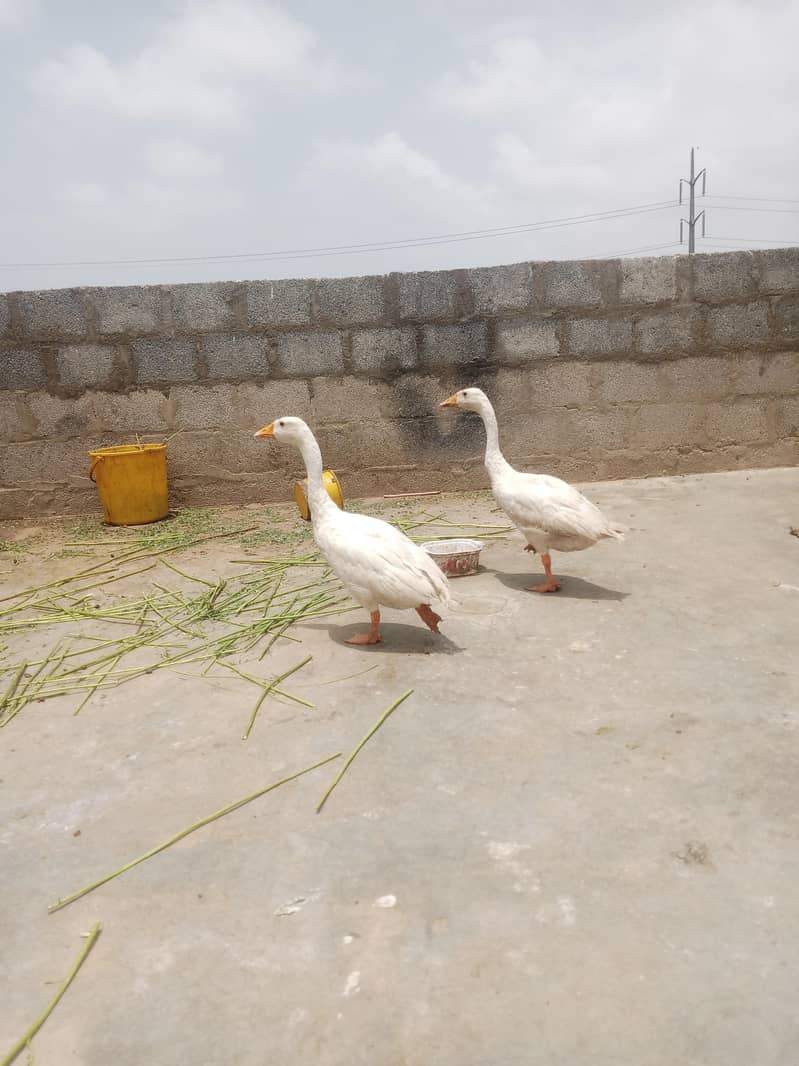 duck pair 1