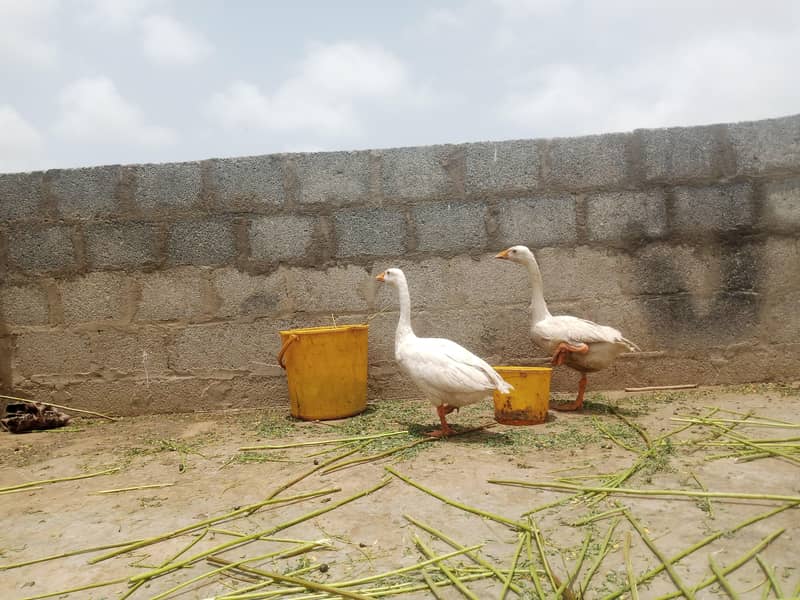 duck pair 2