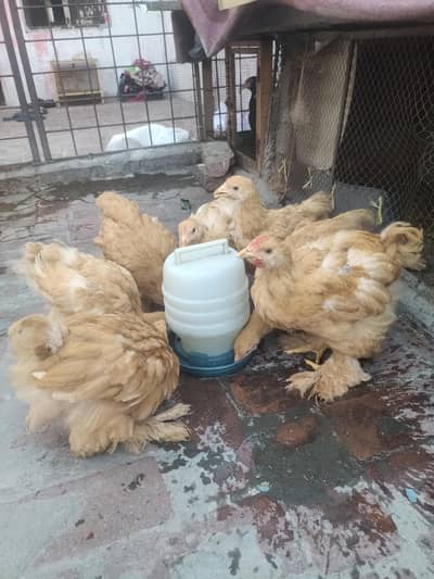 golden heavy buff chicks high quality