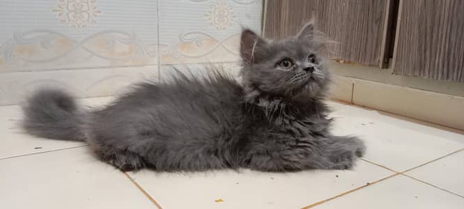 Persian Triple Coat Cat