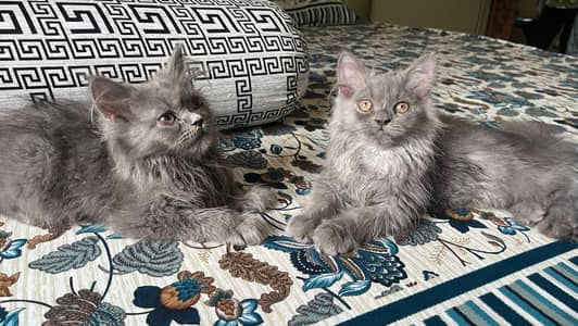 Persian kittens