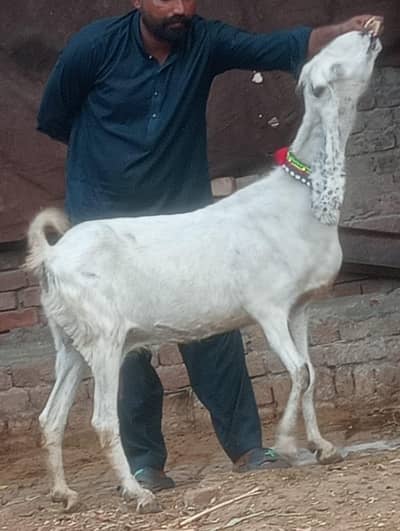 Desi Gabn path sale