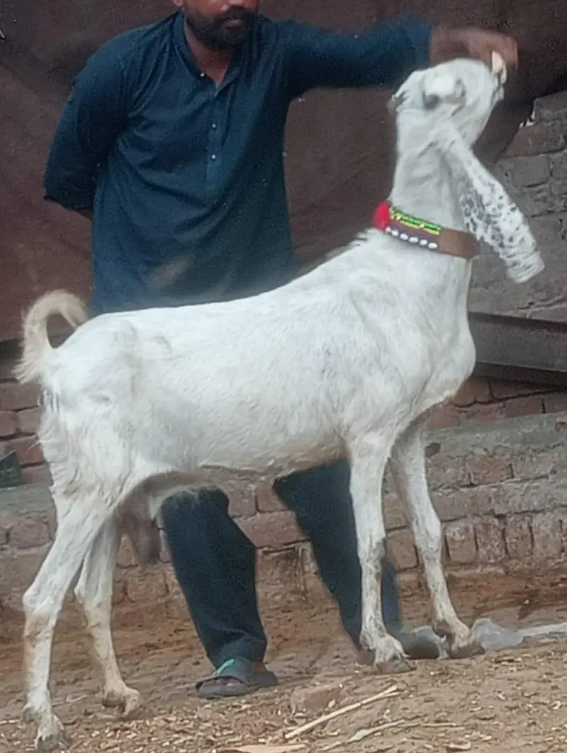 Desi Gabn path sale — photo 2