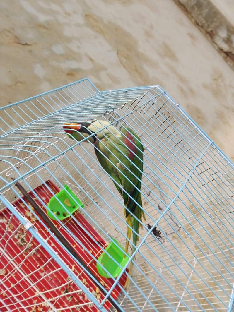 raw parrot 1