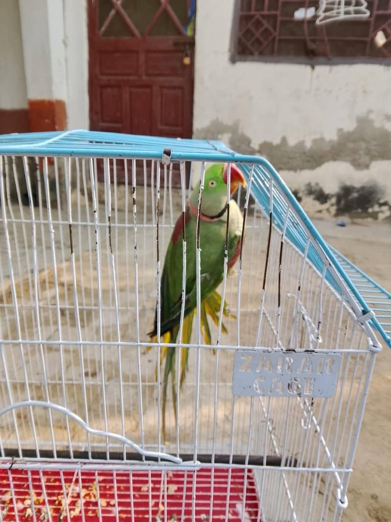 raw parrot 2