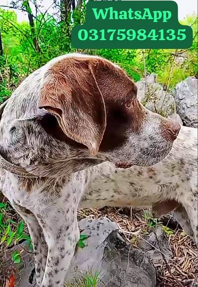 German pointer male for sale