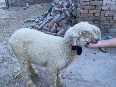 mundra kakka bakra chatra