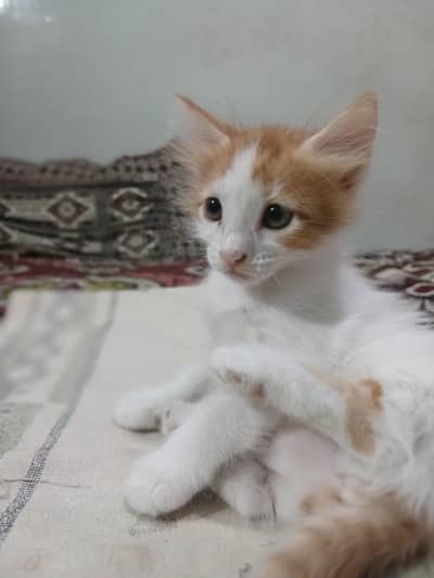 4 Semi Turkish Angora Kitten Male/Female with Mother