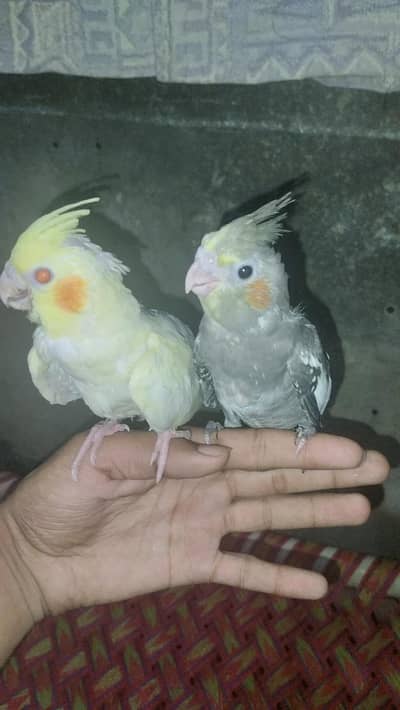cocktail hand tame pair
