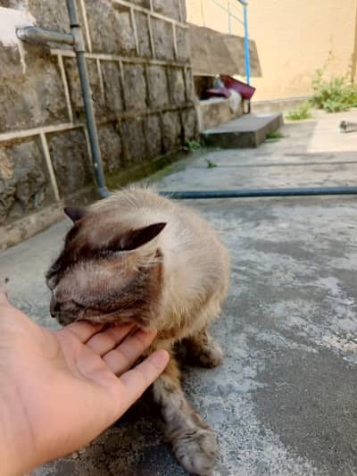 Cat male
