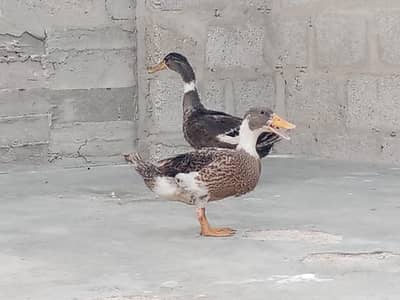 Duck pair egg laying