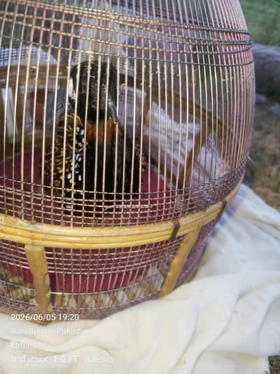 urgent sale